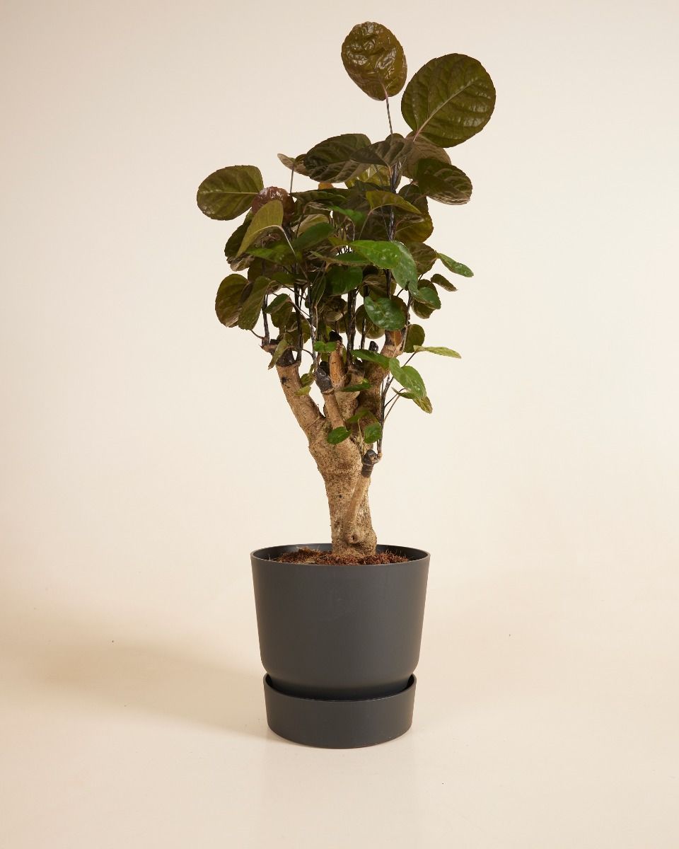 Elho Miles Runder Topf Schwarz Ø 18.5 cm