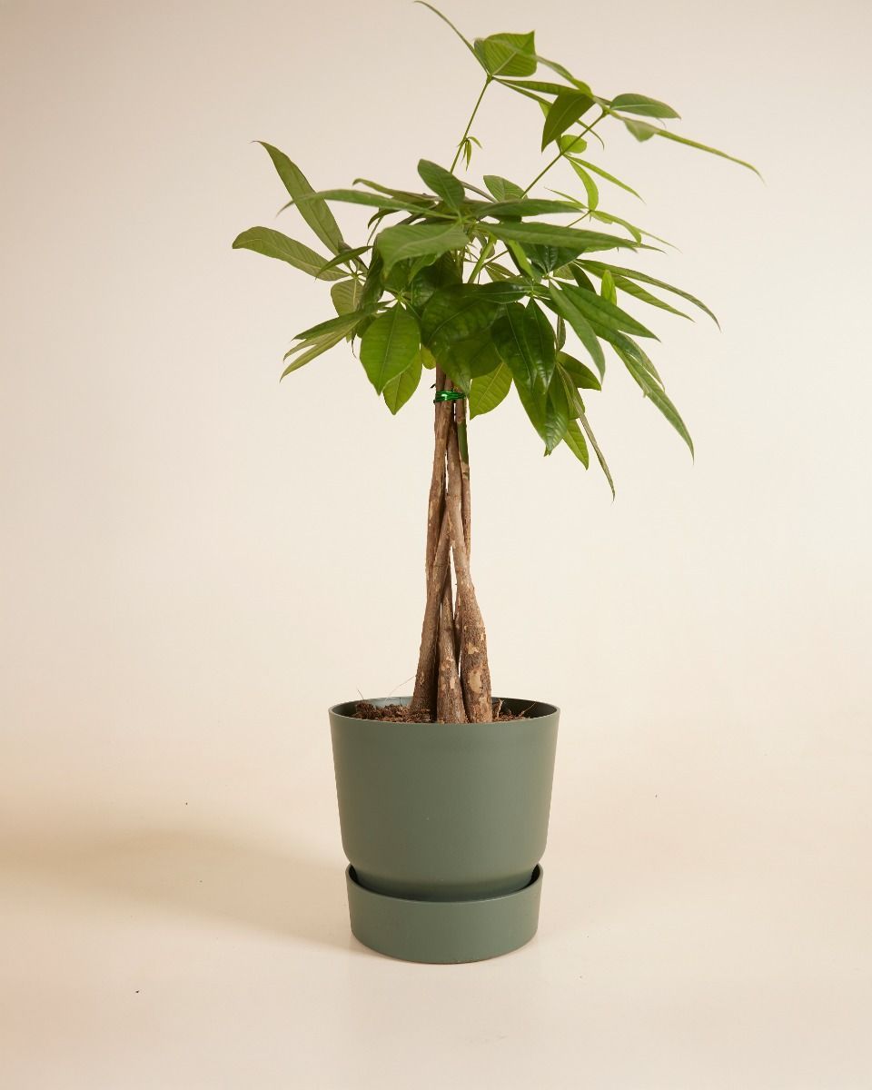 Elho Miles Runder Topf Grün Ø 18.5 cm