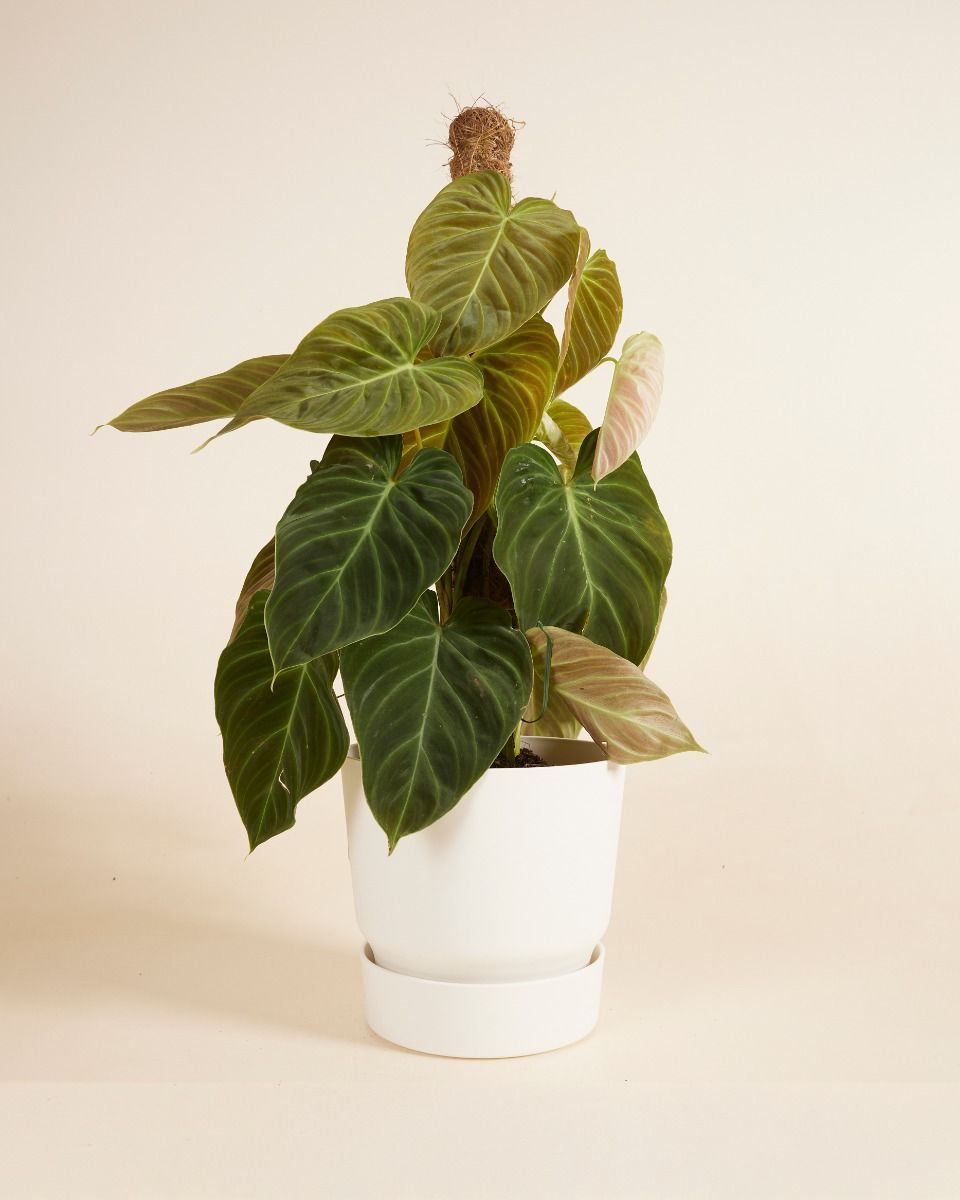 Elho Miles Runder Topf Weiß Ø 18.5 cm