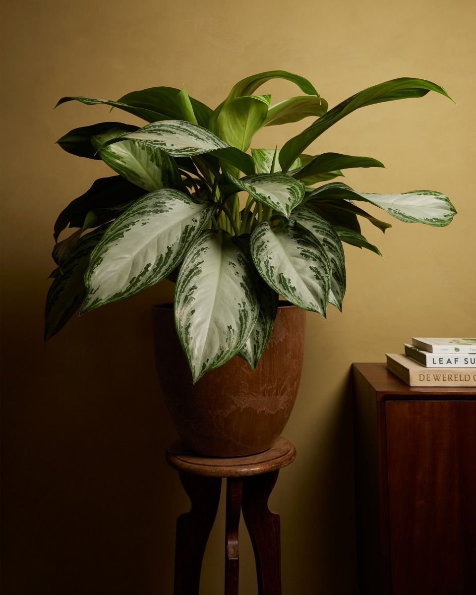 Bola Pot Braun Ø 33