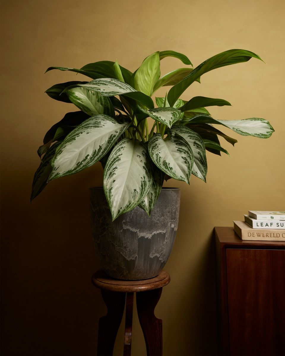 Bola Pot Grau Ø 33