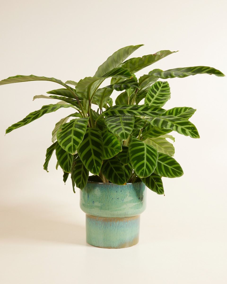 Splanky Topf Grün-Blau Ø 22.5 cm