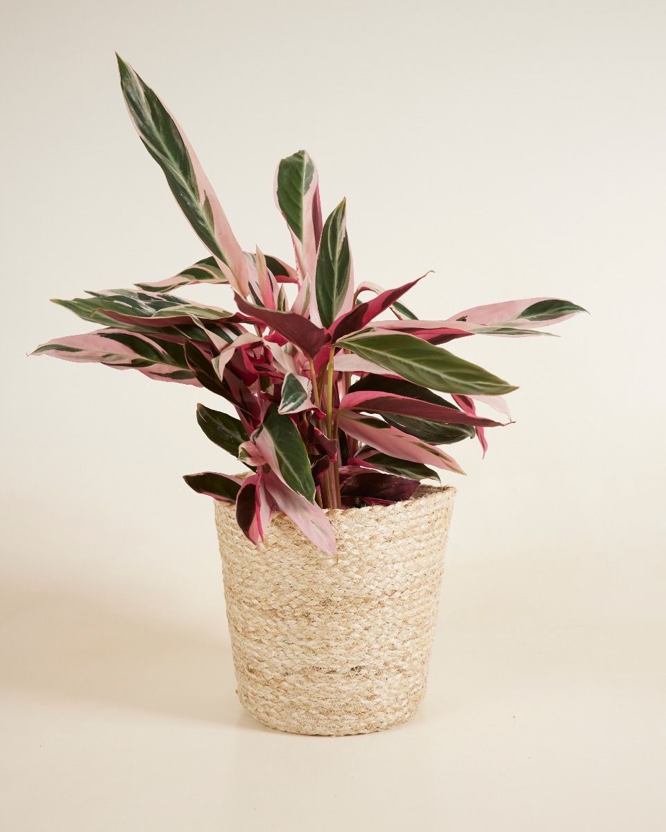 Selin Korb Seegras Ø 25 cm