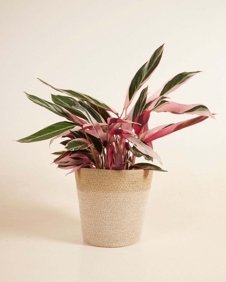 Nina Korb  Ø 23 cm