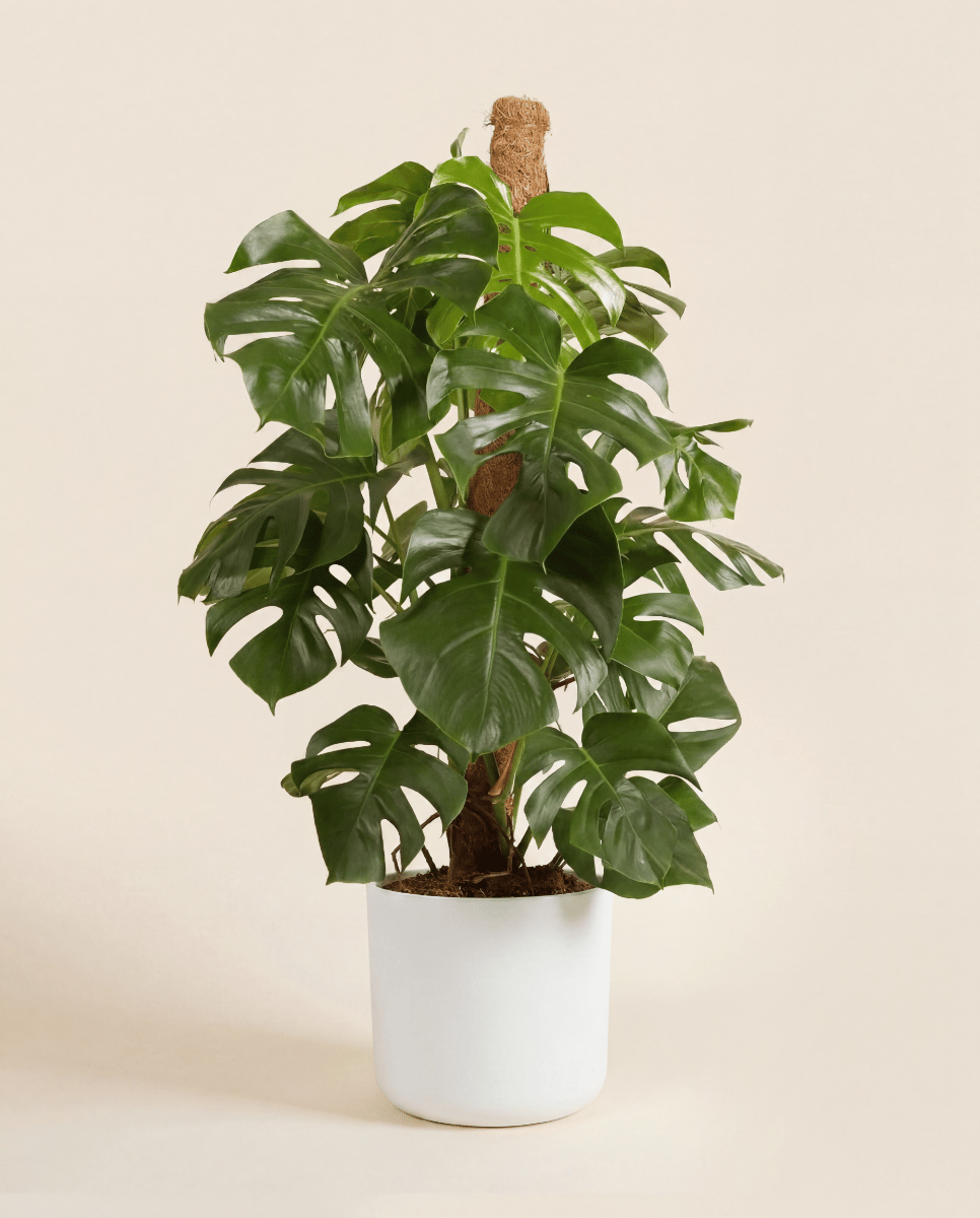 Elho B.For Soft Ø 25 cm