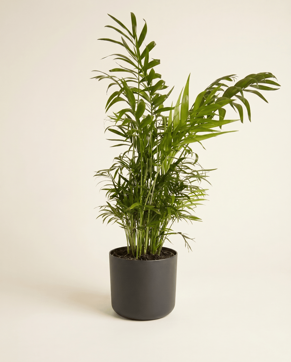 Elho B.For Soft Ø 25 cm
