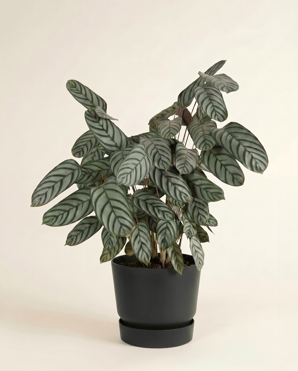 Elho Greenville Ø 40 cm