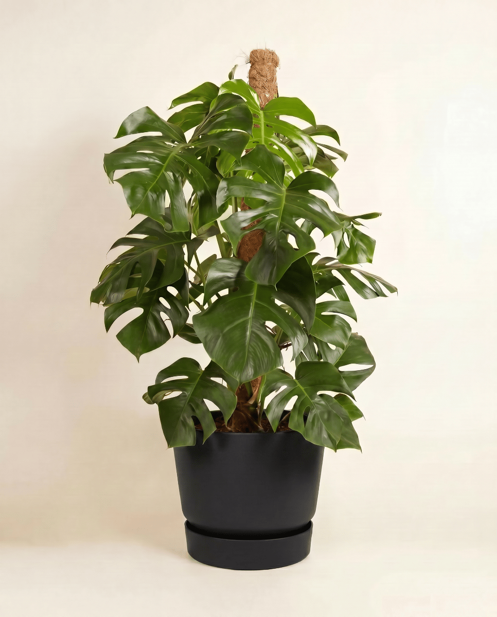Elho Greenville Ø 47 cm
