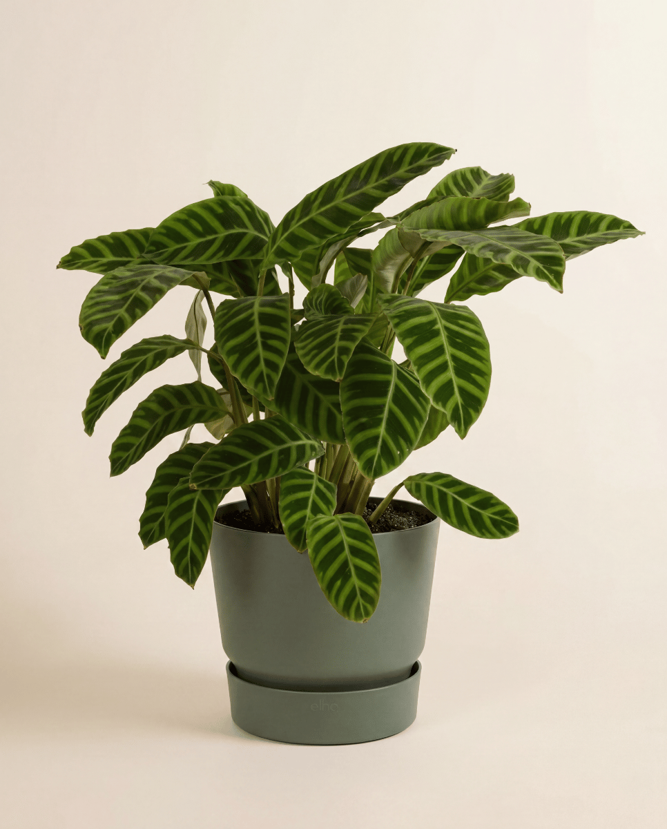Elho Greenville Ø 40 cm