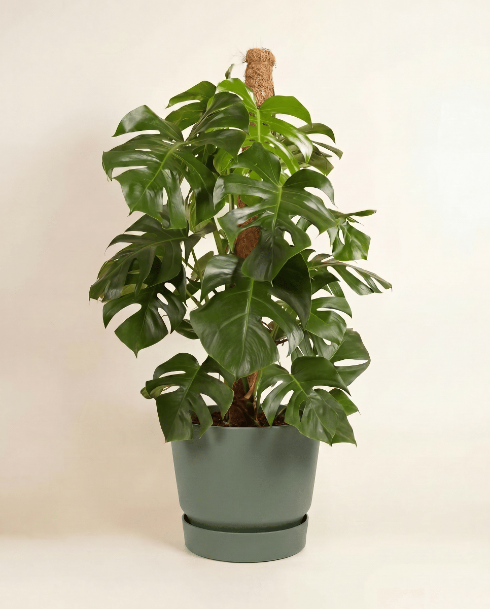 Elho Greenville Ø 47 cm