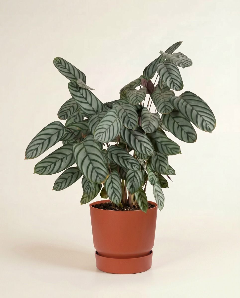 Elho Greenville Ø 30 cm