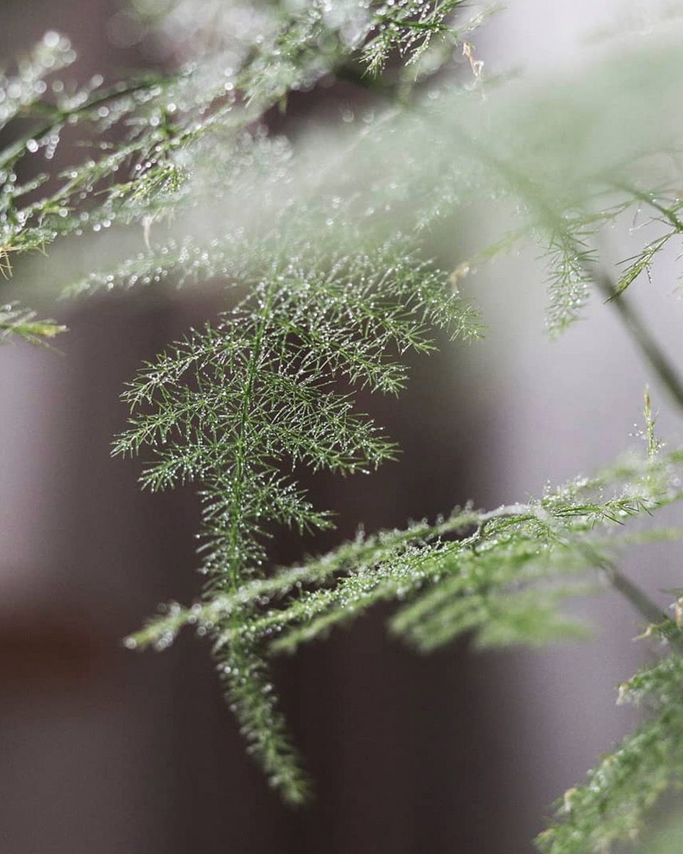 Baby Asparagus Zier-Spargel Fern