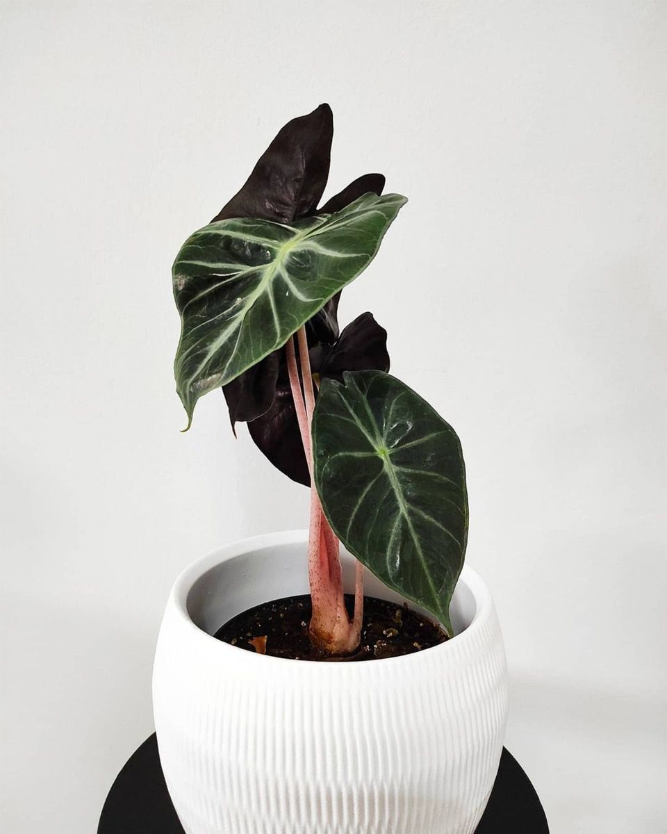 Baby Alocasia Elefantenohr Pink Dragon