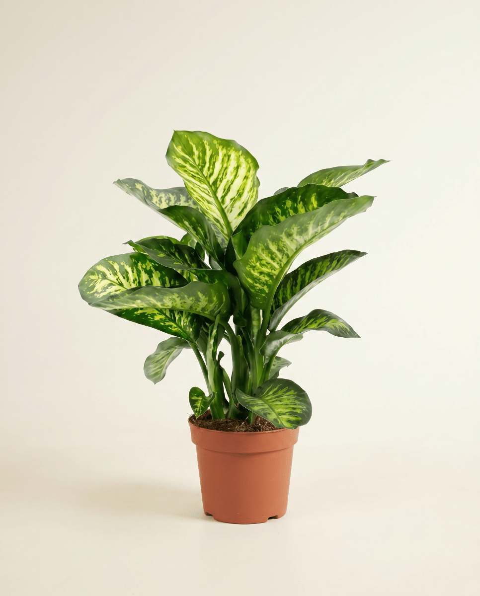Dieffenbachia Dieffenbachie Camilla