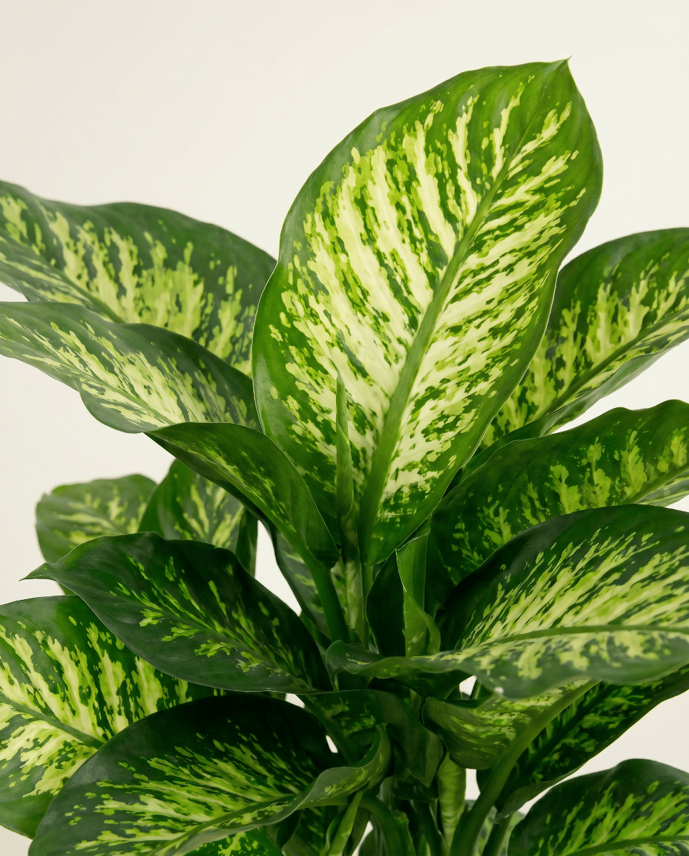 Dieffenbachia Dieffenbachie Camilla
