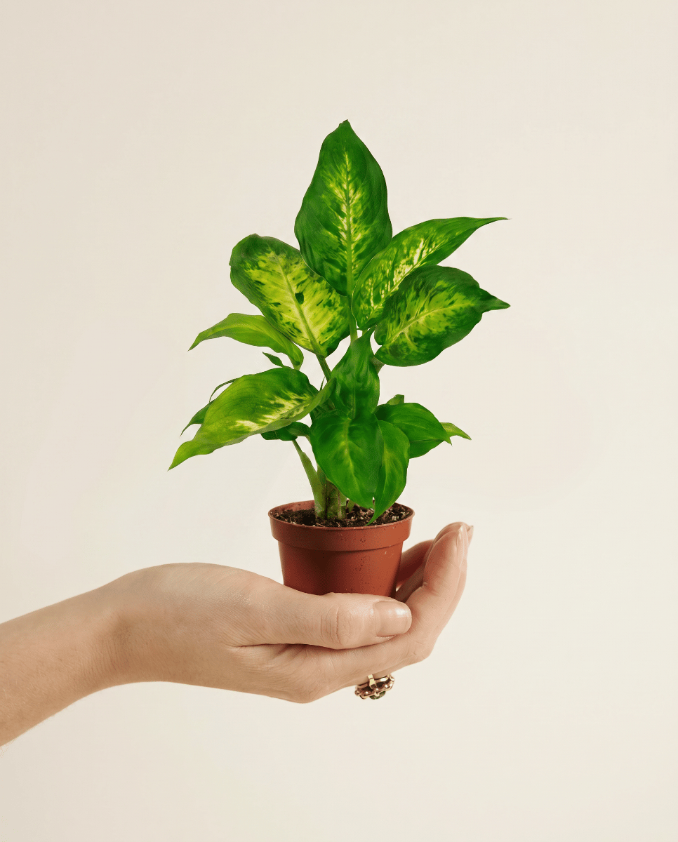 Baby Dieffenbachia Dieffenbachie Camilla