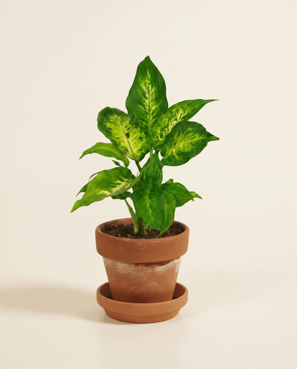 Baby Dieffenbachia Dieffenbachie Camilla