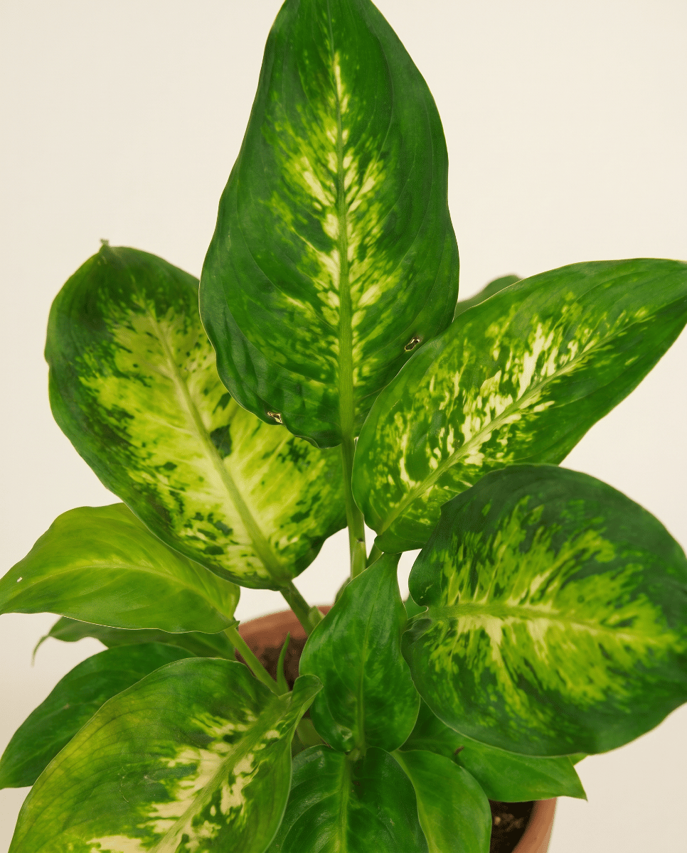 Baby Dieffenbachia Dieffenbachie Camilla