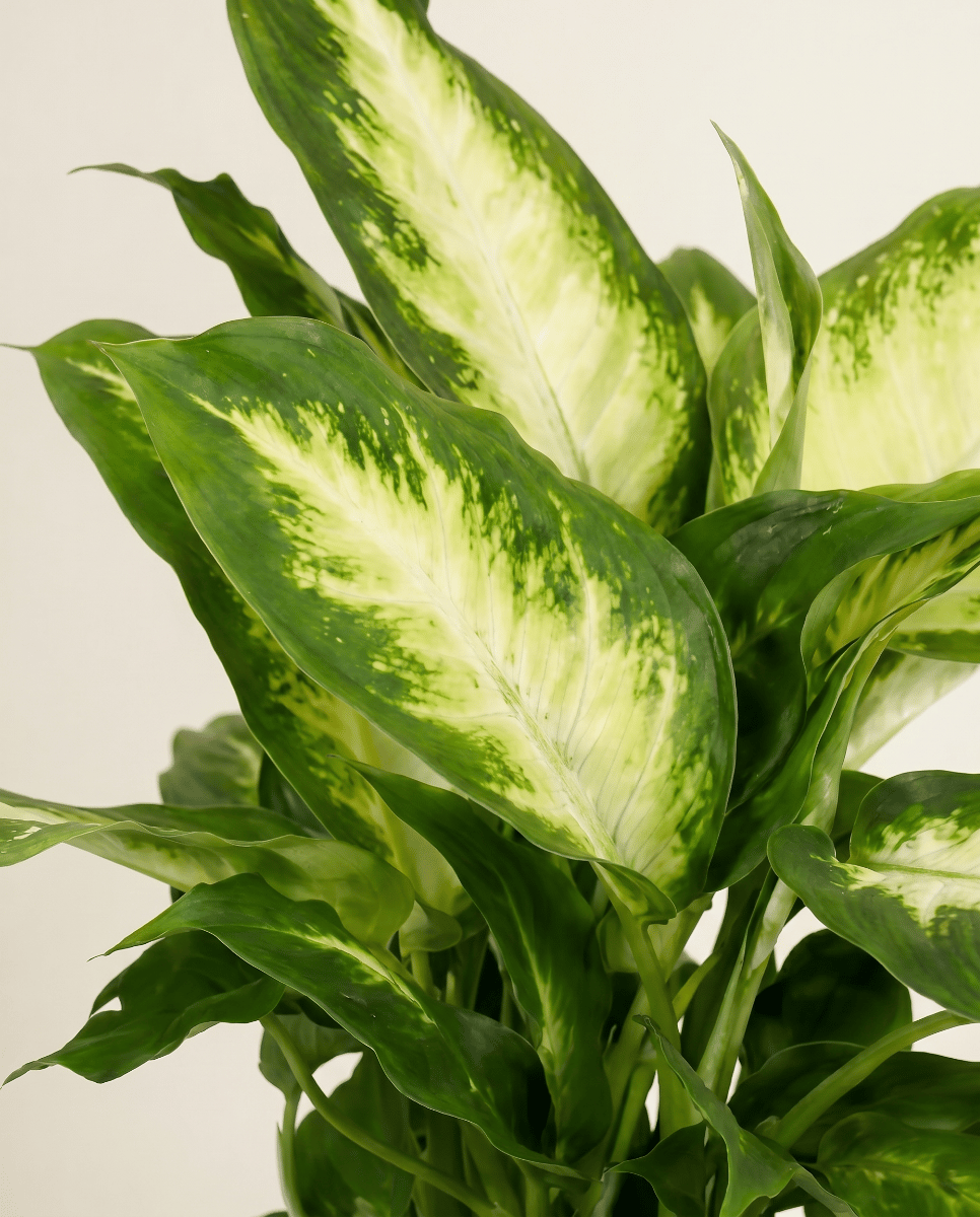 Dieffenbachia Dieffenbachie Maroba