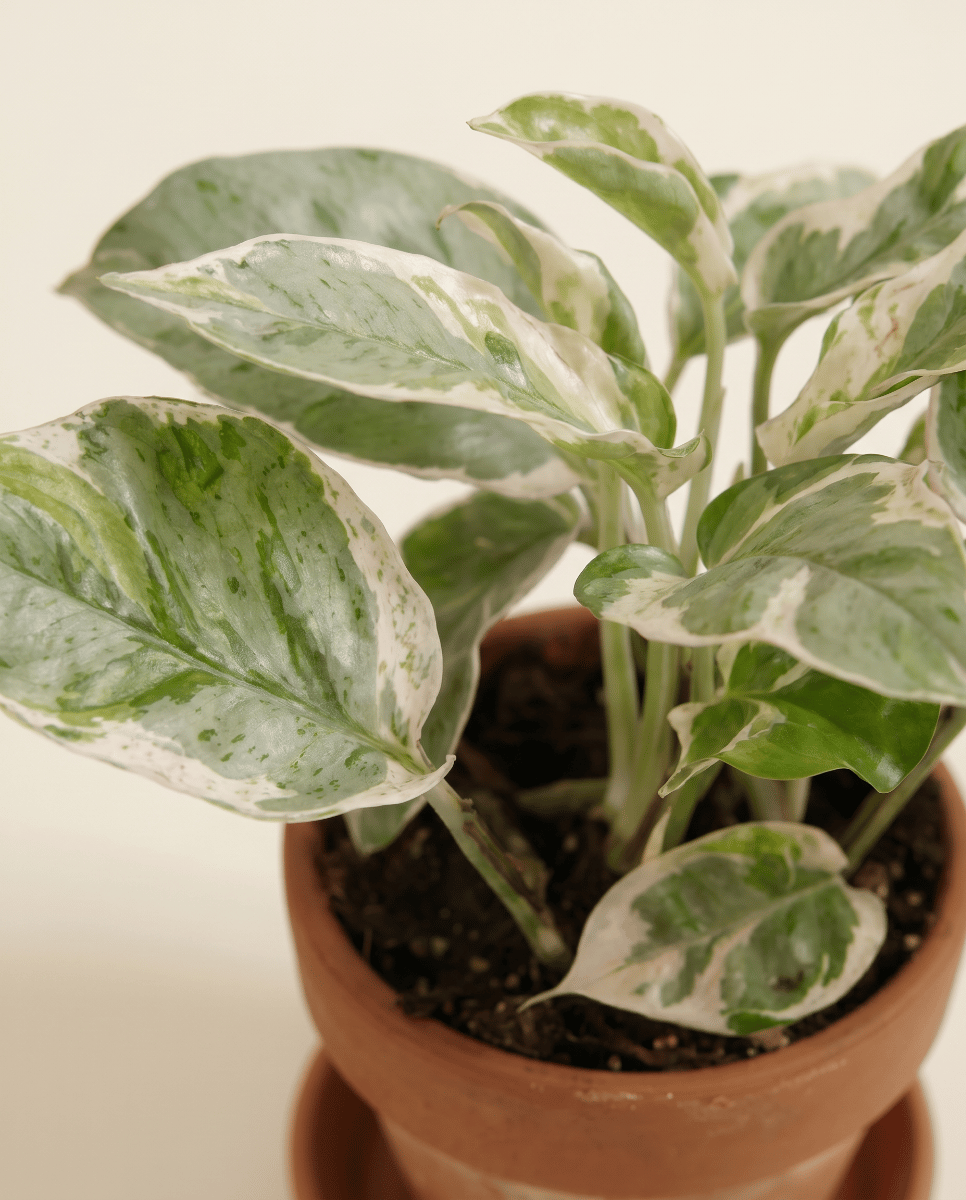 Baby Epipremnum Efeutute Aureum Njoy