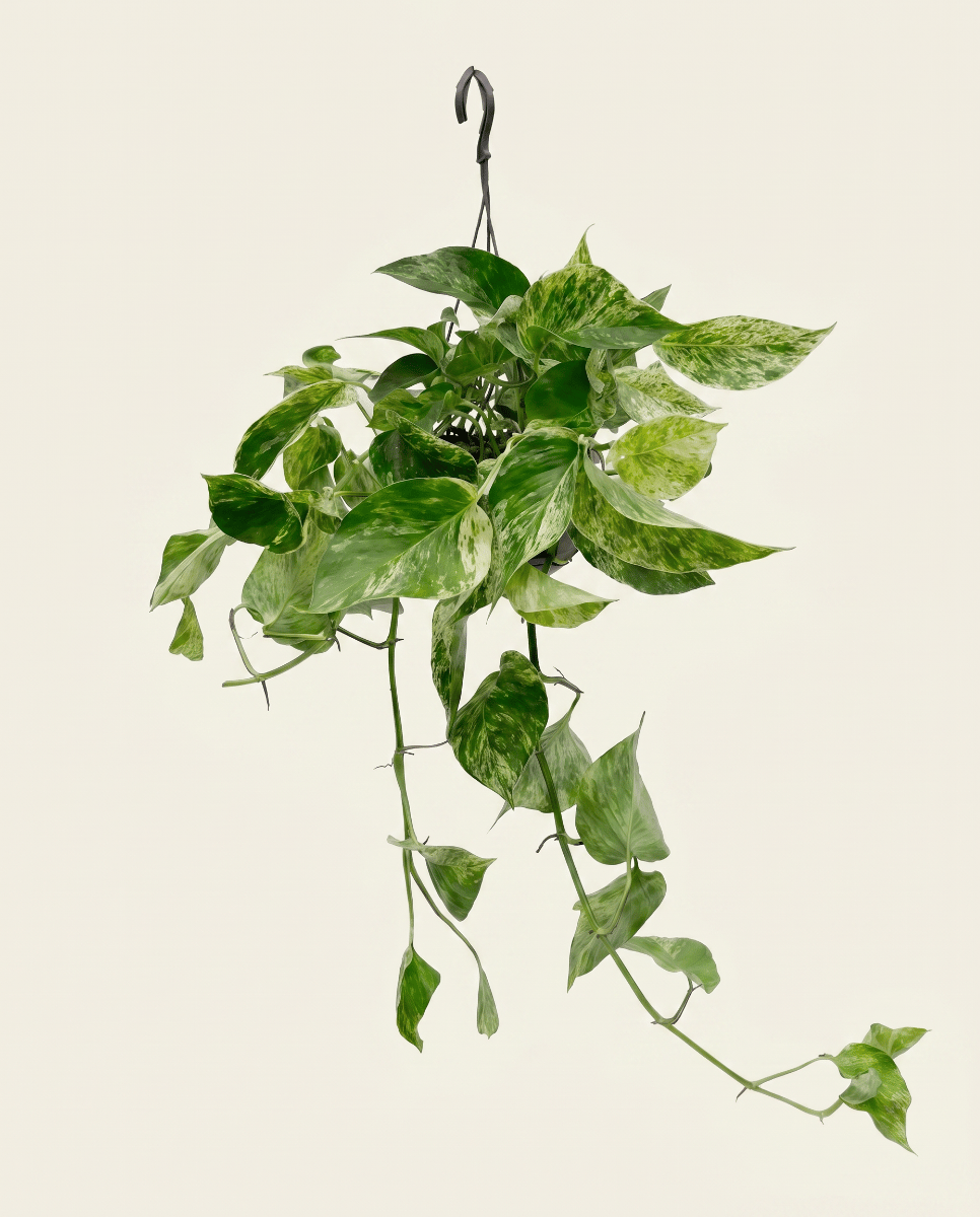 Epipremnum Efeutute Marble Queen Hanging
