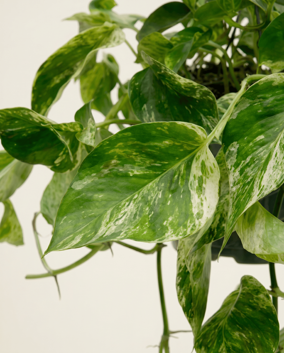 Epipremnum Efeutute Marble Queen Hanging