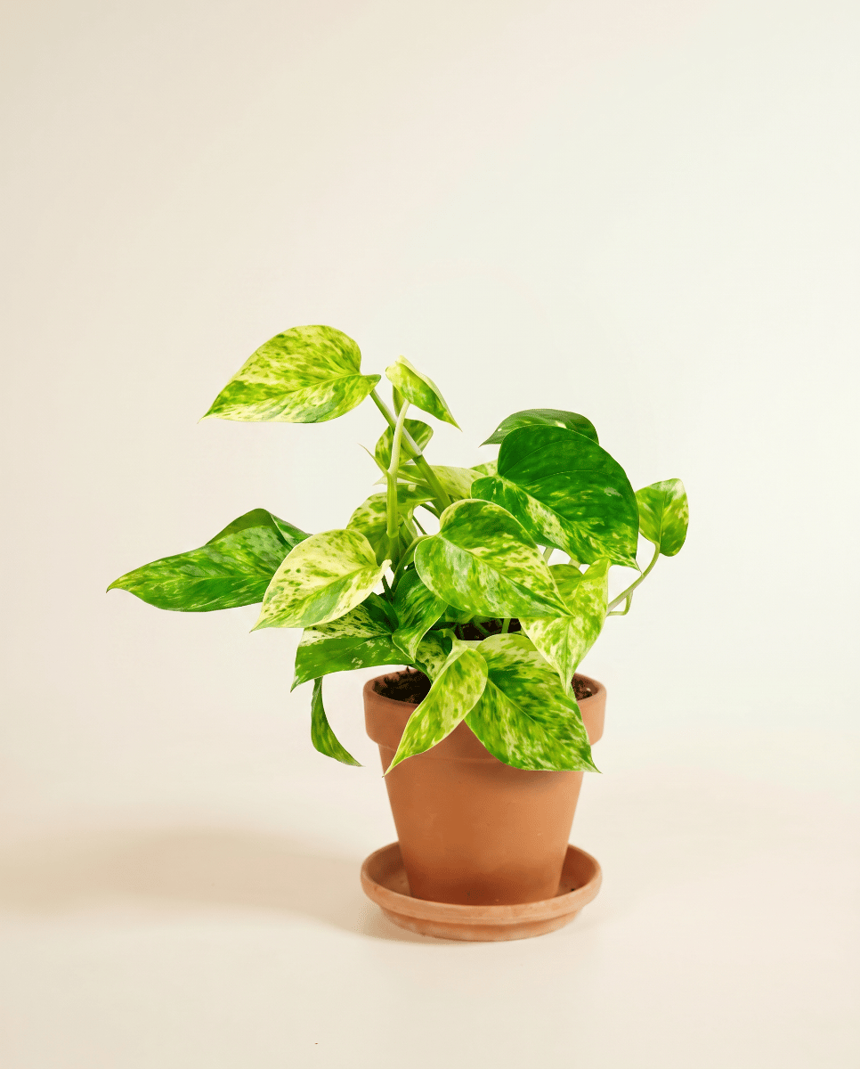 Epipremnum Efeutute Marble Queen