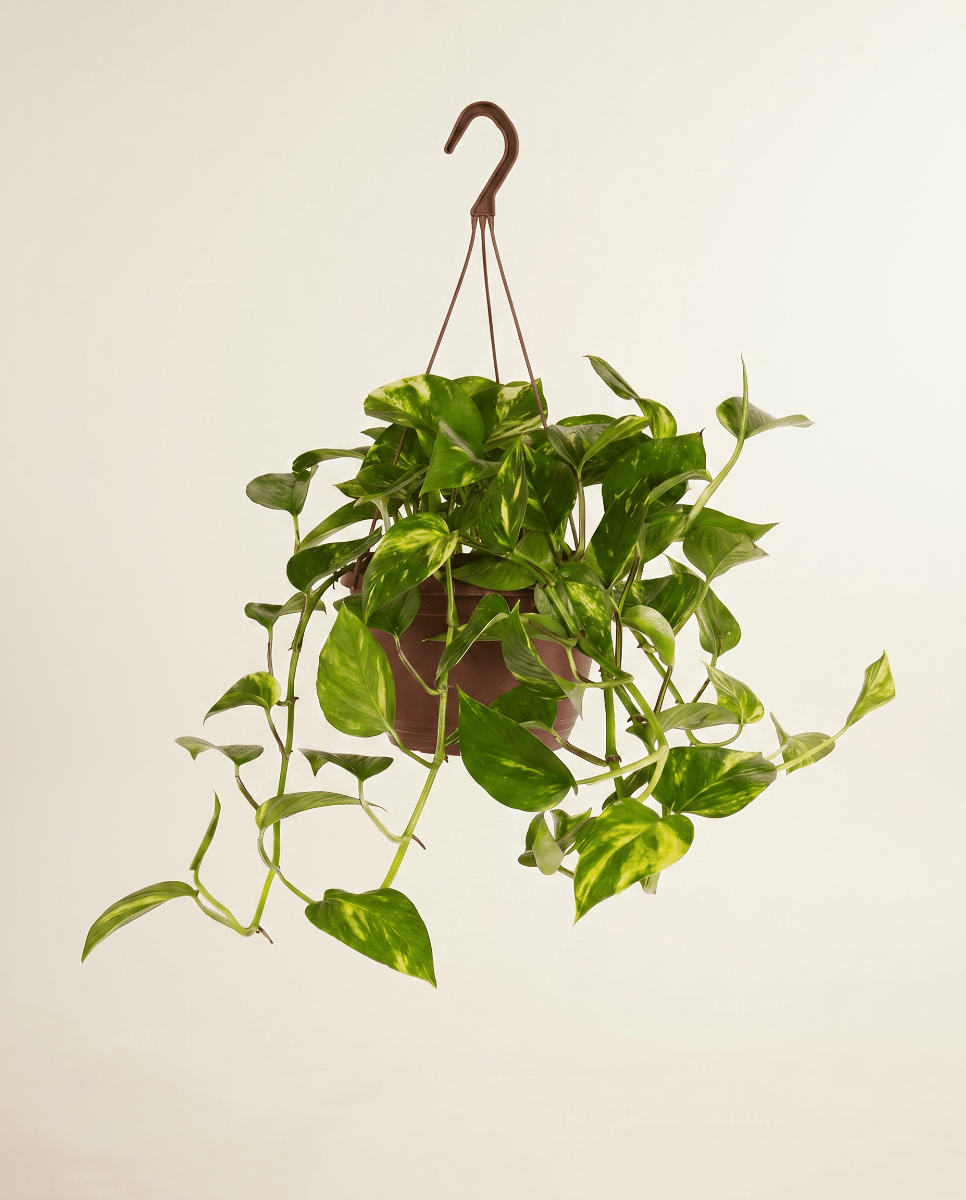 Epipremnum Efeutute Pinnatum Aureum