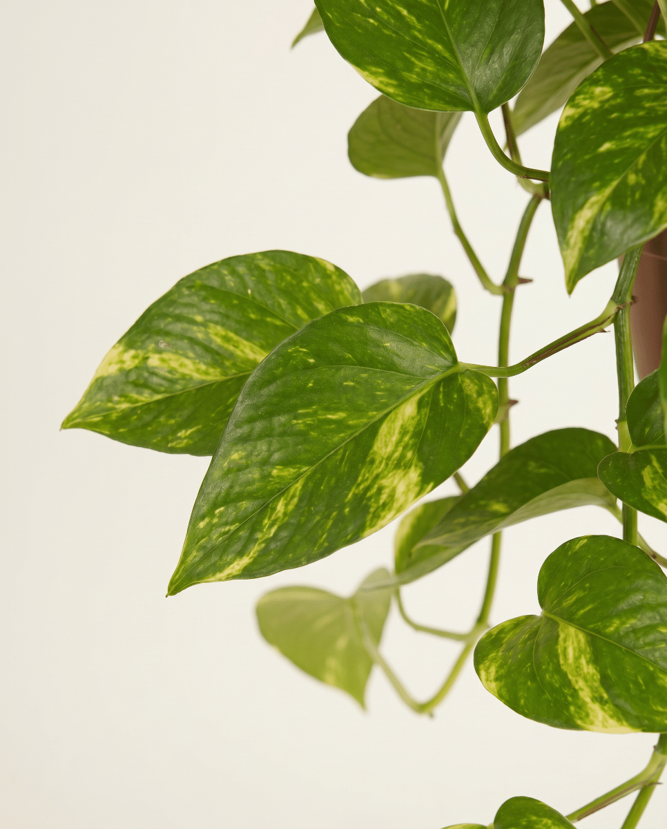 Epipremnum Efeutute Pinnatum Aureum