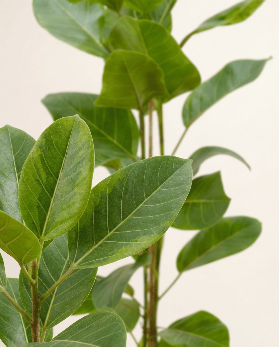Ficus Gummibaum Altissima Yellow