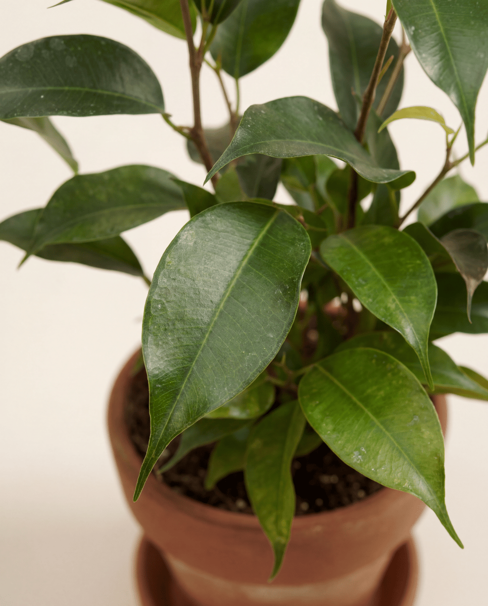 Baby Ficus Gummibaum Benjamina Natasja