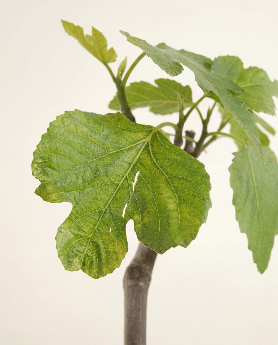 Ficus Gummibaum Carica Brown Turkey