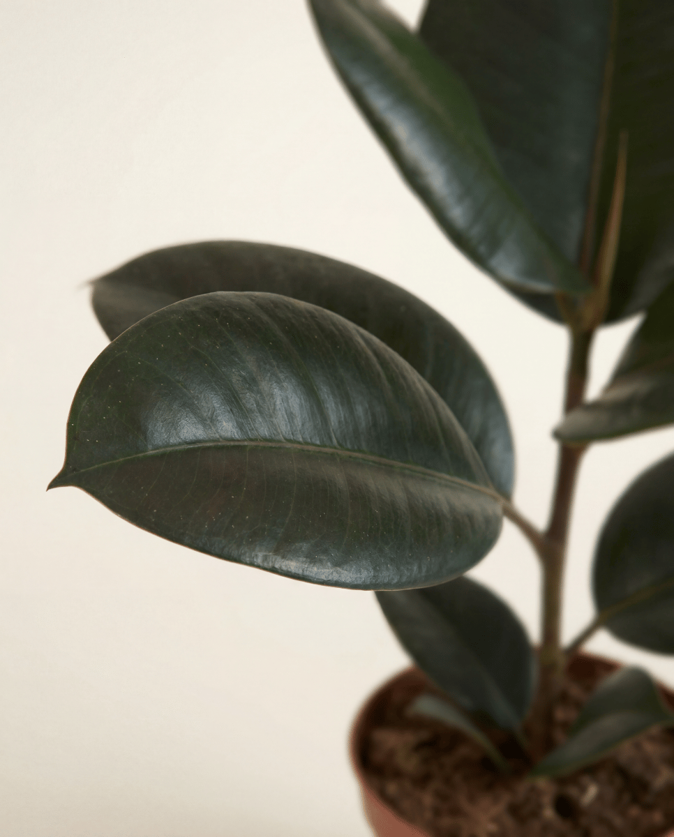 Ficus Gummibaum Elastica Abidjan