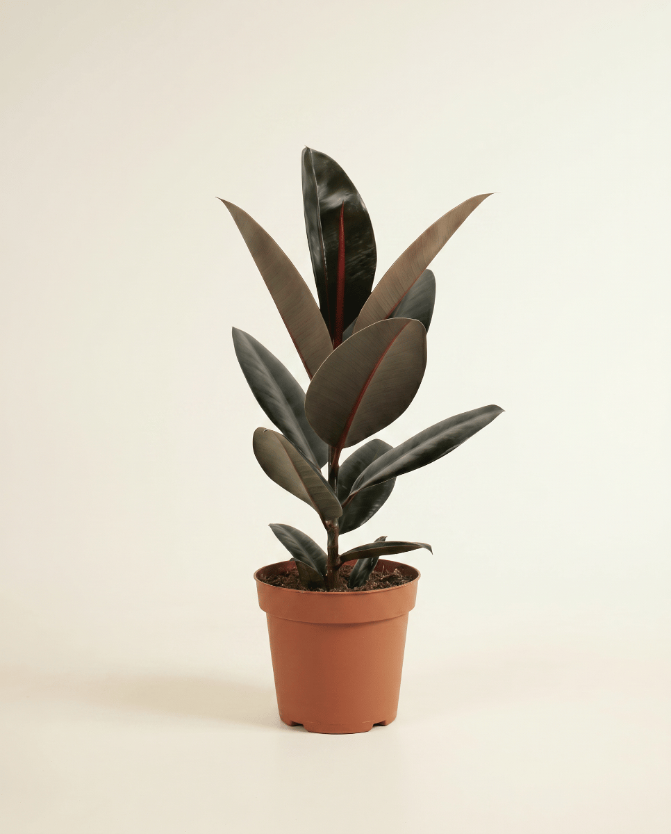 Ficus Gummibaum Elastica Abidjan