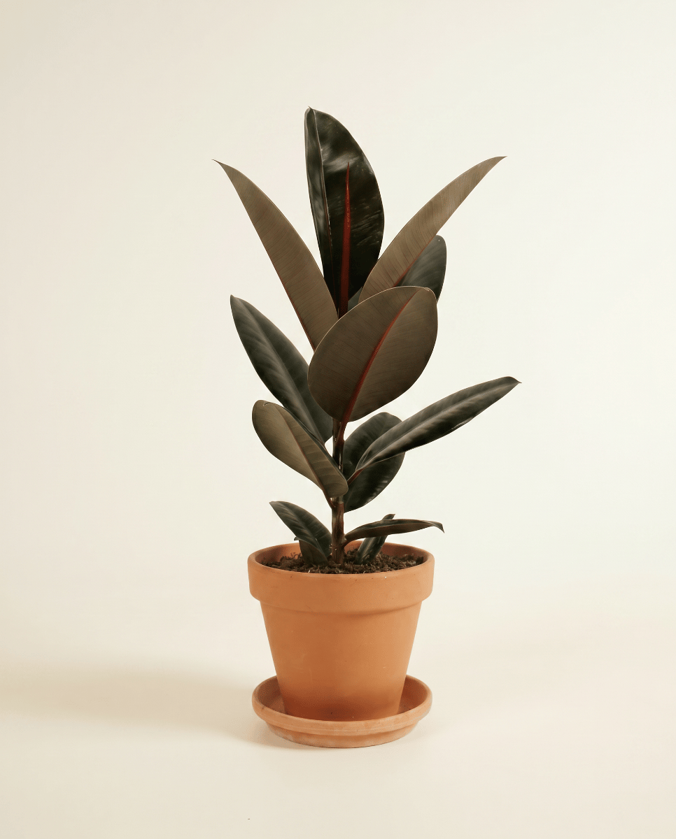 Ficus Gummibaum Elastica Abidjan