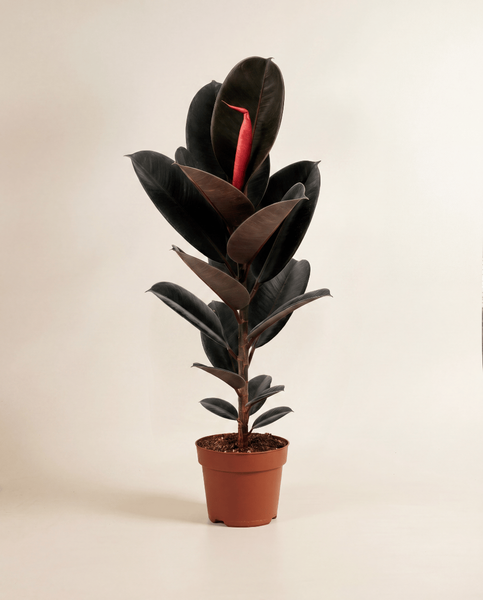 Ficus Gummibaum Elastica Abidjan