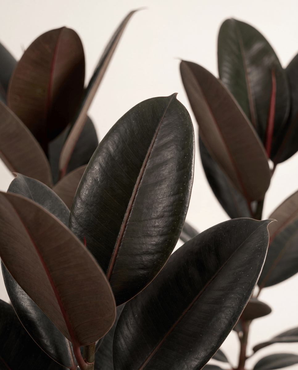 Ficus Gummibaum Elastica Abidjan