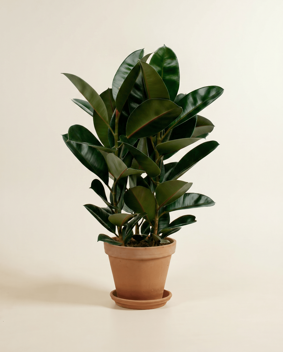 Ficus Gummibaum Elastica Abidjan