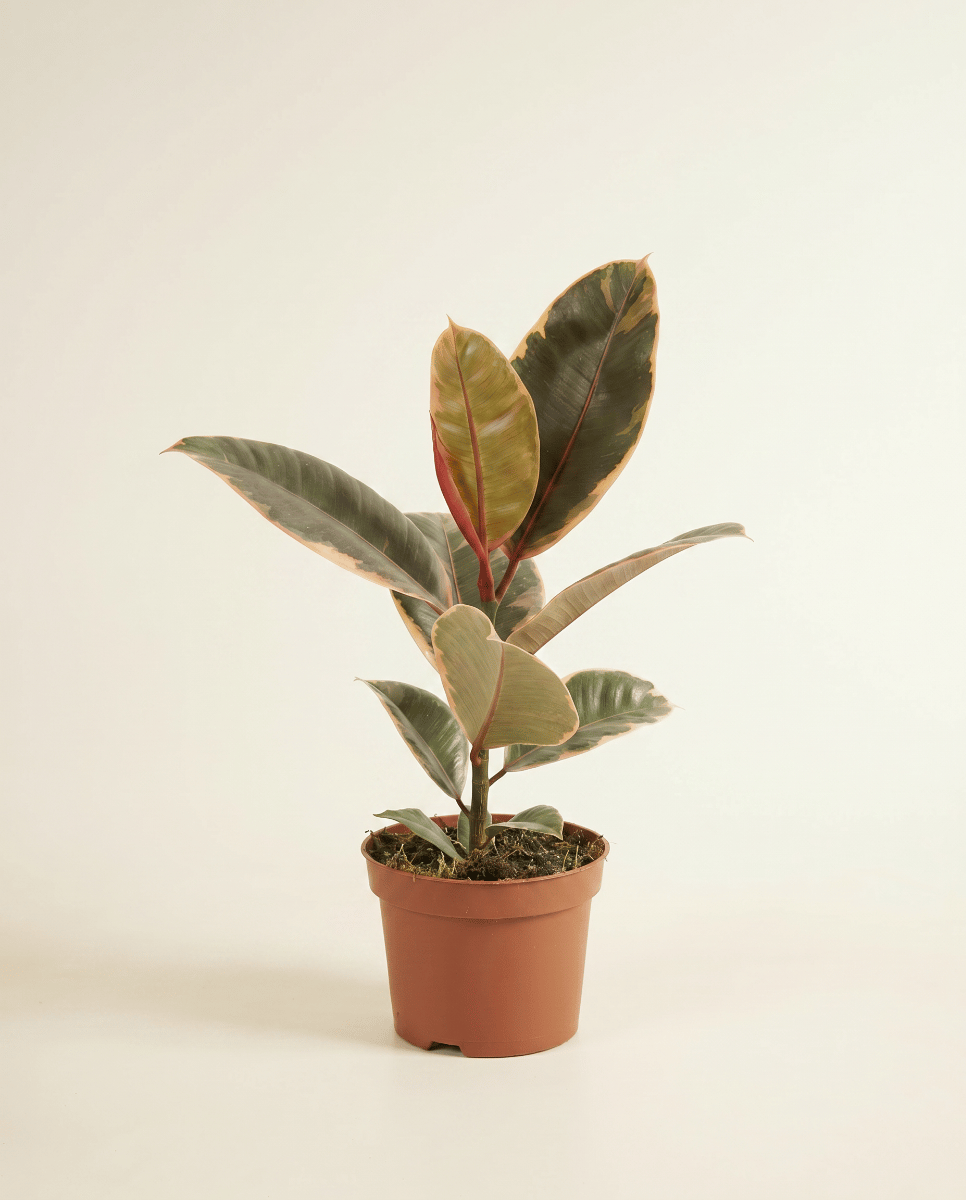 Ficus Gummibaum Elastica Belize