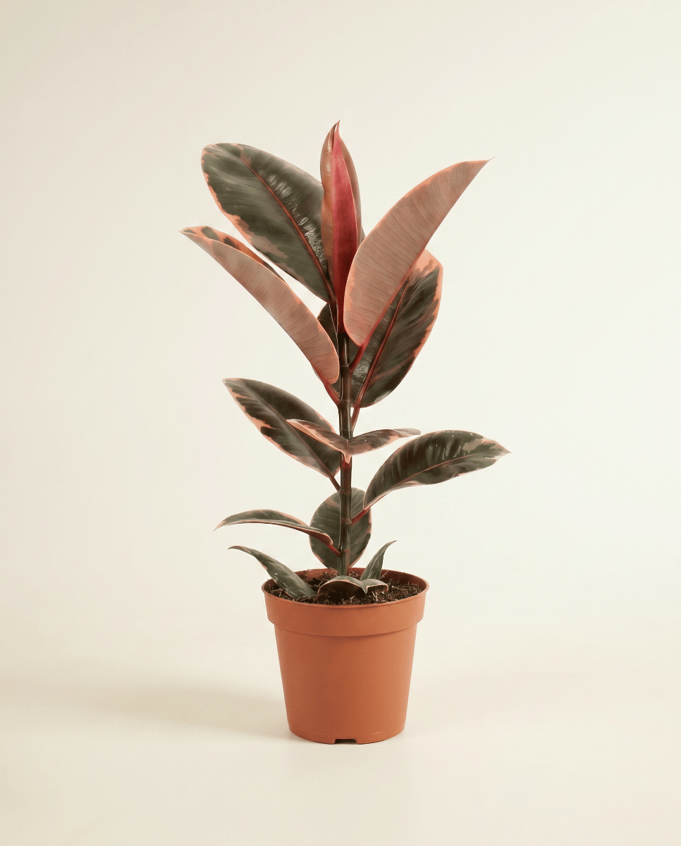 Ficus Gummibaum Elastica Belize
