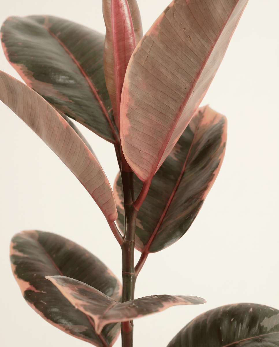 Ficus Gummibaum Elastica Belize