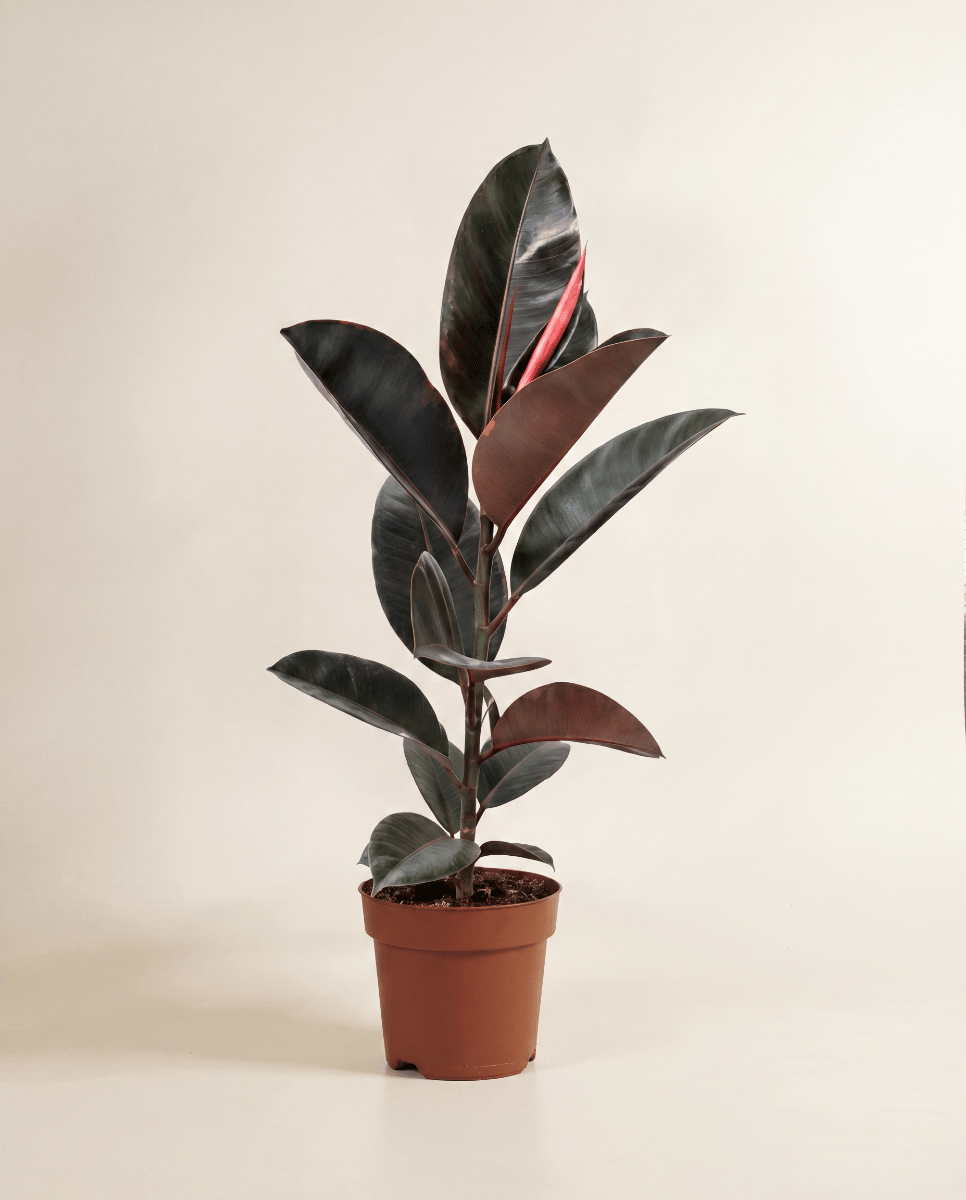 Ficus Gummibaum Elastica Belize