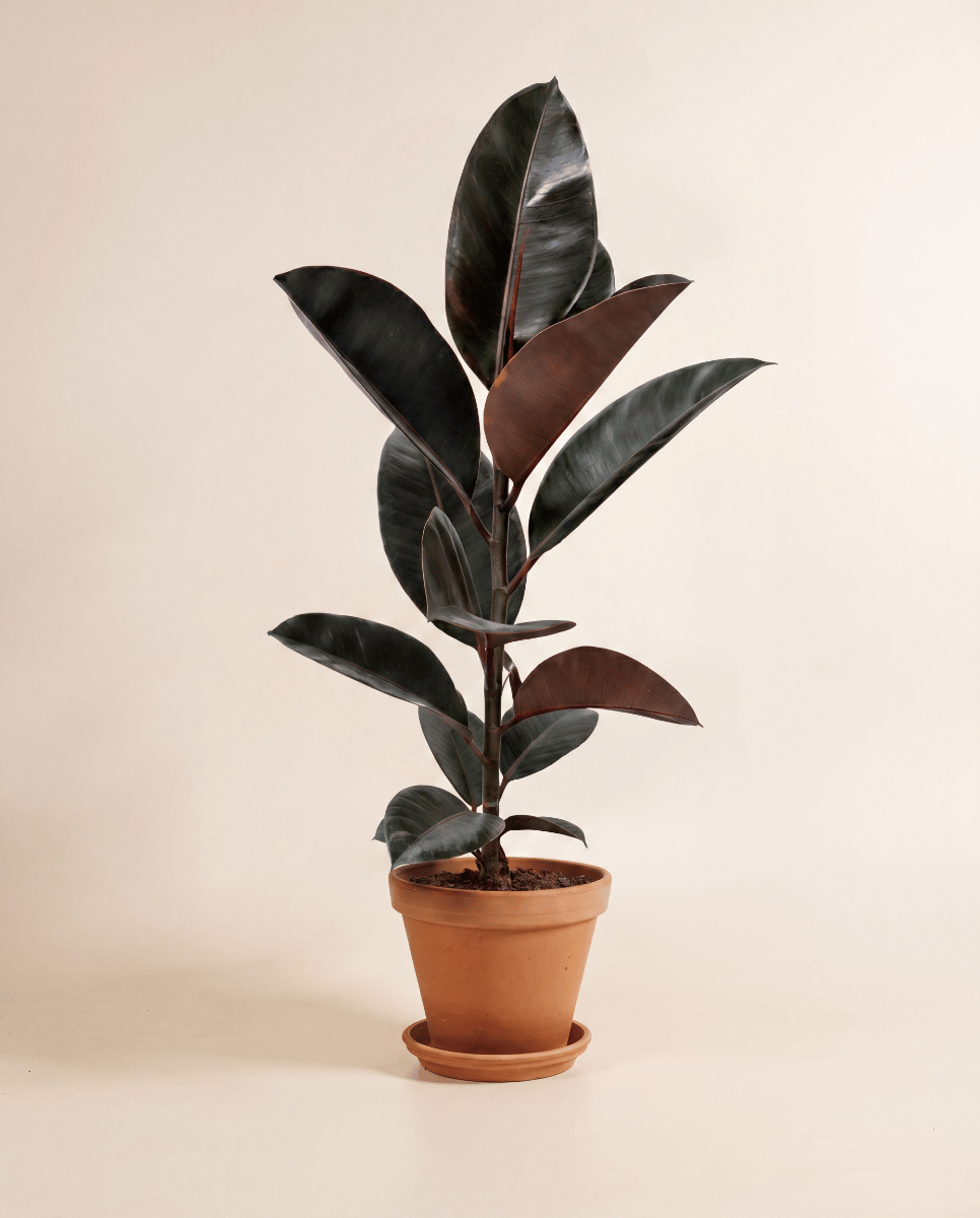 Ficus Gummibaum Elastica Belize