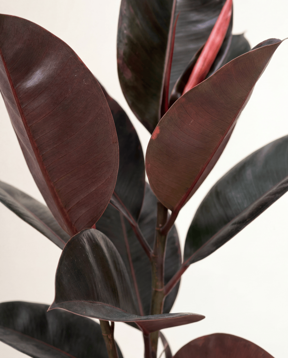 Ficus Gummibaum Elastica Belize