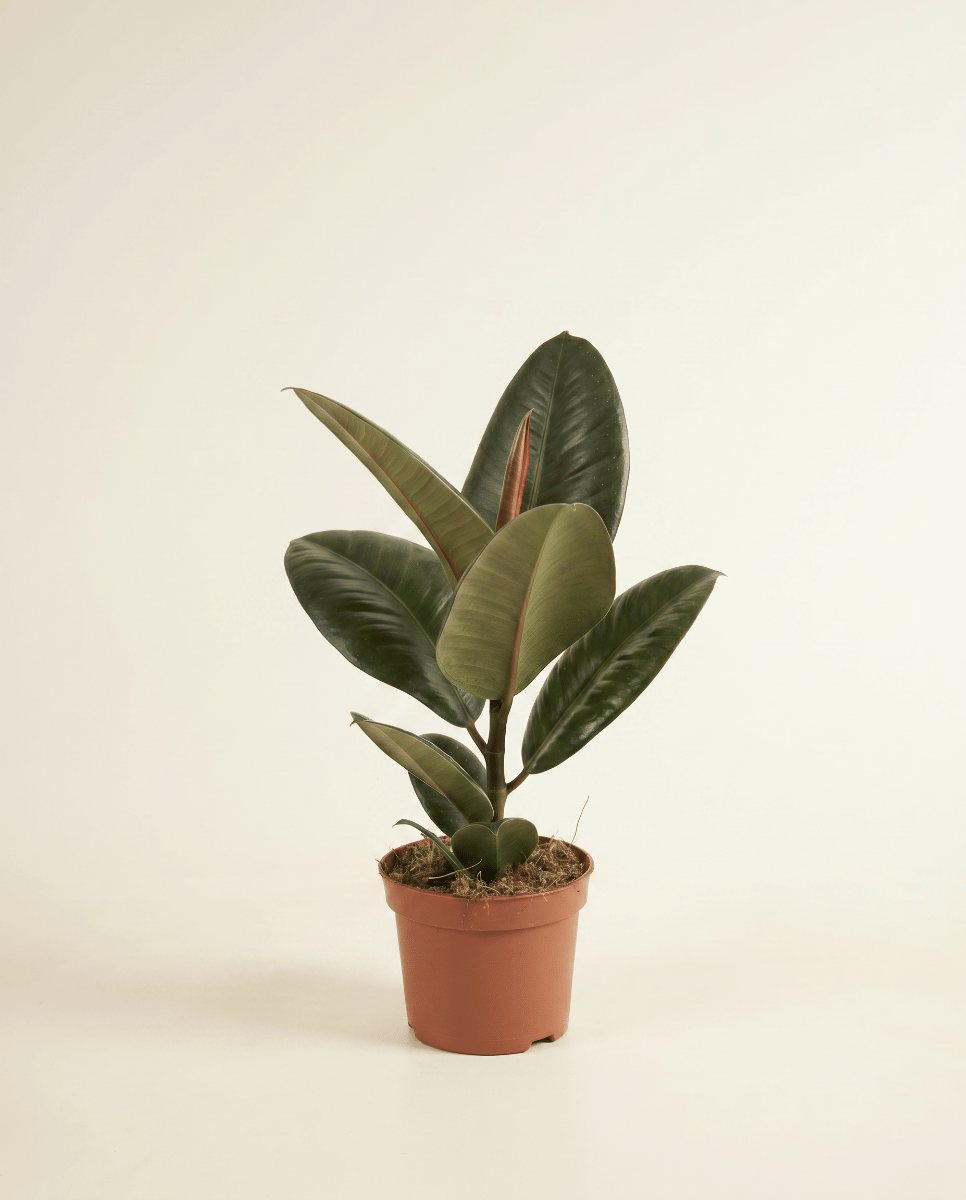 Ficus Gummibaum Elastica Robusta