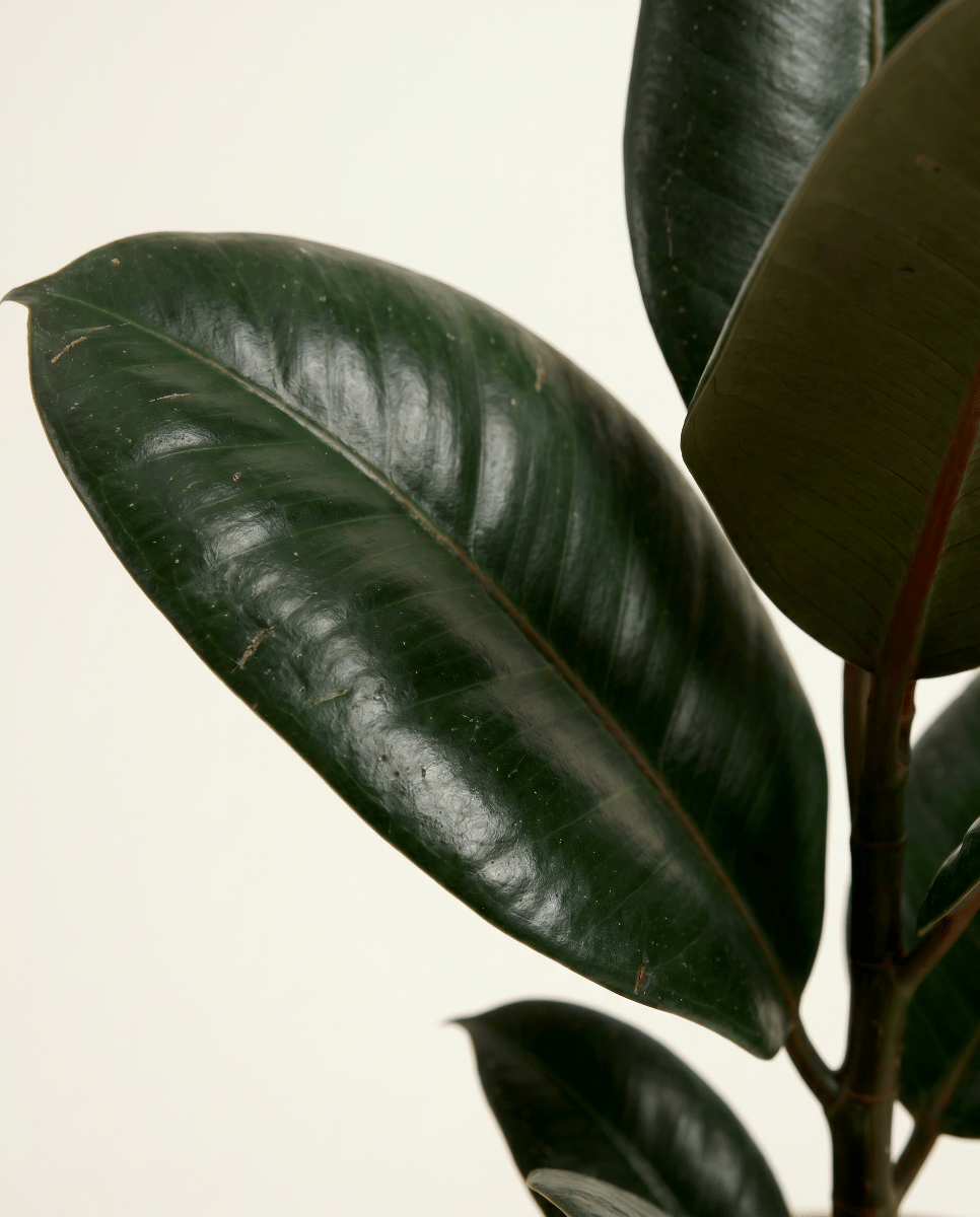 Ficus Gummibaum Elastica Robusta