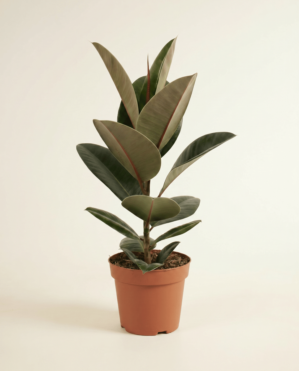 Ficus Gummibaum Elastica Robusta