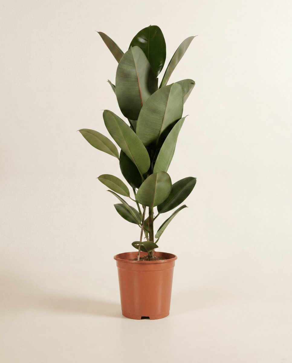 Ficus Gummibaum Elastica Robusta