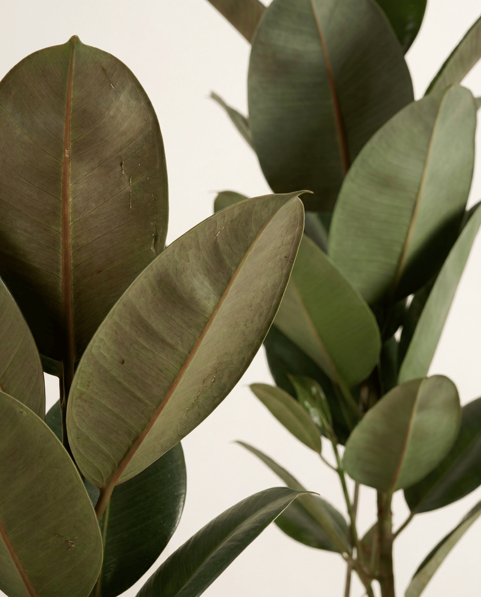 Ficus Gummibaum Elastica Robusta
