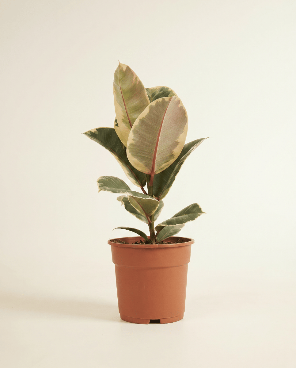 Ficus Gummibaum Elastica Tineke